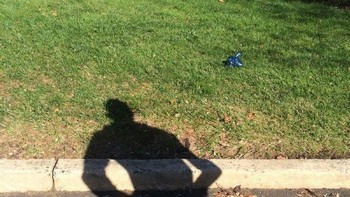 Bayangan manusia dan anjing tampak badannya saling menyatu. Foto: Brightside