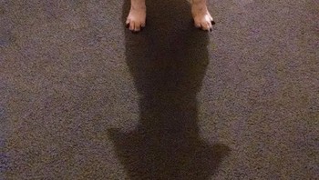 Bayangan anjing ini seperti pohon Natal atau tanda panah petunjuk arah. Foto: Brightside