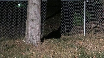 Pagar ini seolah memiliki jalan keluar padahal itu hanyalah bayangan pohon. Foto: Brightside