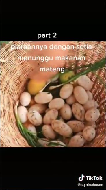 Tak Ada Telur Ayam, Wanita Ini Pilih Masak Telur Buaya Kukus