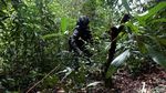 Menyusuri Hutan Kalimantan, Mencari Batas Indonesia-Malaysia