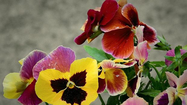 pansy (Ist Piqsels.com)