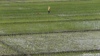 Mulai dari membajak sawah hingga menanam padi.