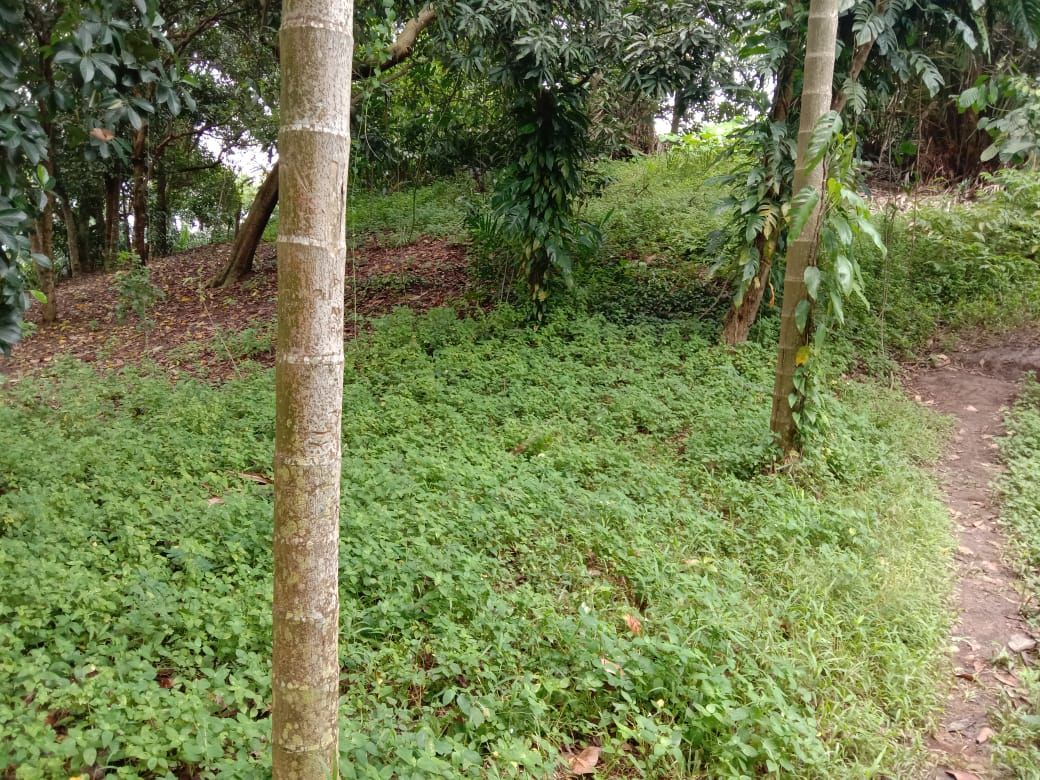 Suasana di area makam keramat kuda (Ahmad Arfah-detikcom)