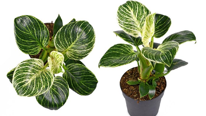 Different views of tropical Philodendron Birkin house plant with white stripes on dark green leaves in black plastic flower pot isolated on white background