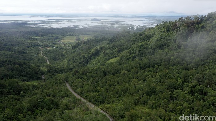 Pulau Kalimantan disebut sebagai salah satu paru-paru dunia karena luas hutannya yang mencapai hingga 40,8 juta hektar. Beginilah potret hijaunya hutan Kalimantan.