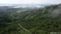 Sayangnya laju deforestasi di Kalimantan terbilang sangat cepat. Menurut data yang dikeluarkan Departemen Kehutanan, angka deforestasi di Kalimantan pada 2000-2005 mencapai sekitar 1,23 juta hektare.