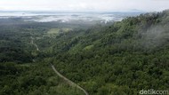 Lebih dari 9.000 Pohon Belum Diketahui Jenisnya, tapi Deforestasi Lari Kencang