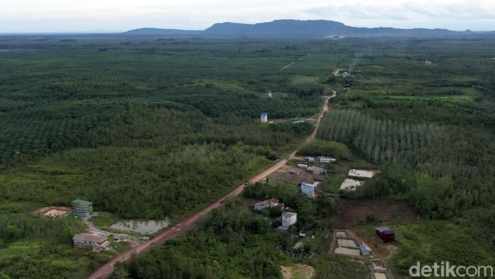 Pulau Kalimantan disebut sebagai salah satu paru-paru dunia karena luas hutannya yang mencapai hingga 40,8 juta hektar. Beginilah potret hijaunya hutan Kalimantan.