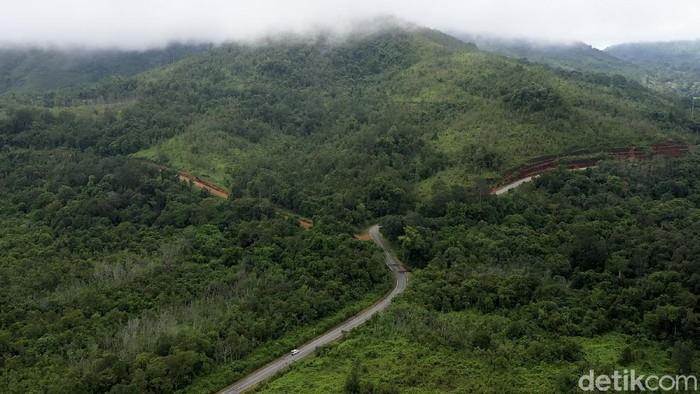 Foto: Hijaunya Hutan Kalimantan yang Jadi Paru-paru Dunia Pulau Kalimantan disebut sebagai salah satu paru-paru dunia karena luas hutannya yang mencapai hingga 40,8 juta hektar. Beginilah potret hijaunya hutan Kalimantan.