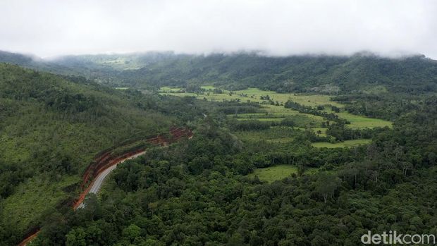 Pulau Kalimantan disebut sebagai salah satu paru-paru dunia karena luas hutannya yang mencapai hingga 40,8 juta hektar. Beginilah potret hijaunya hutan Kalimantan.
