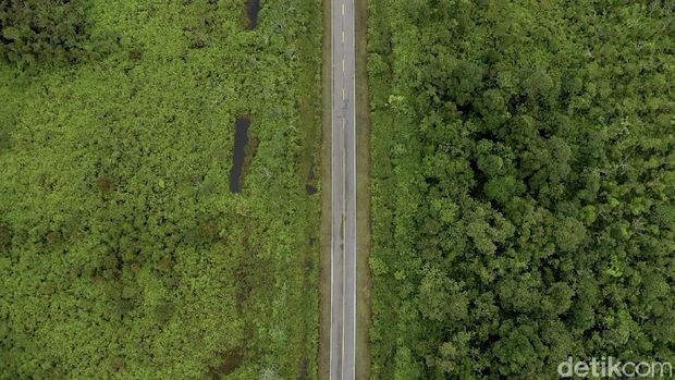 Pulau Kalimantan disebut sebagai salah satu paru-paru dunia karena luas hutannya yang mencapai hingga 40,8 juta hektar. Beginilah potret hijaunya hutan Kalimantan.