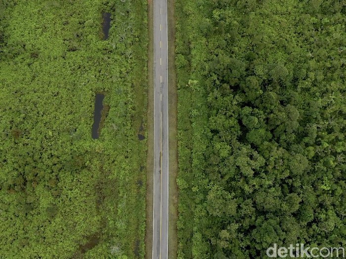Pulau Kalimantan disebut sebagai salah satu paru-paru dunia karena luas hutannya yang mencapai hingga 40,8 juta hektar. Beginilah potret hijaunya hutan Kalimantan.