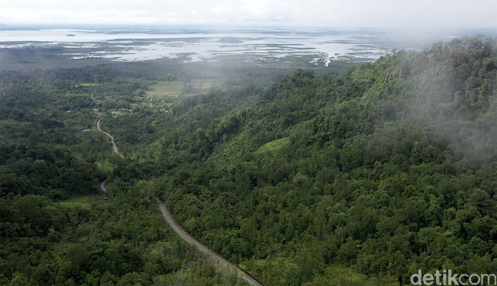 Pulau Kalimantan disebut sebagai salah satu paru-paru dunia karena luas hutannya yang mencapai hingga 40,8 juta hektar. Beginilah potret hijaunya hutan Kalimantan.