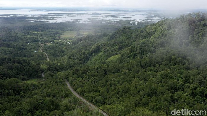 Pulau Kalimantan disebut sebagai salah satu paru-paru dunia karena luas hutannya yang mencapai hingga 40,8 juta hektar. Beginilah potret hijaunya hutan Kalimantan.