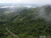 Pohon Keluarkan Senyawa Pembentuk Awan, Temuan Ini Bantu Prediksi Iklim