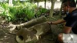 Ini Dia Batu Tiang Putulabok yang Dikeramatkan Suku Dayak Taman