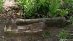 Ini Dia Batu Tiang Putulabok yang Dikeramatkan Suku Dayak Taman