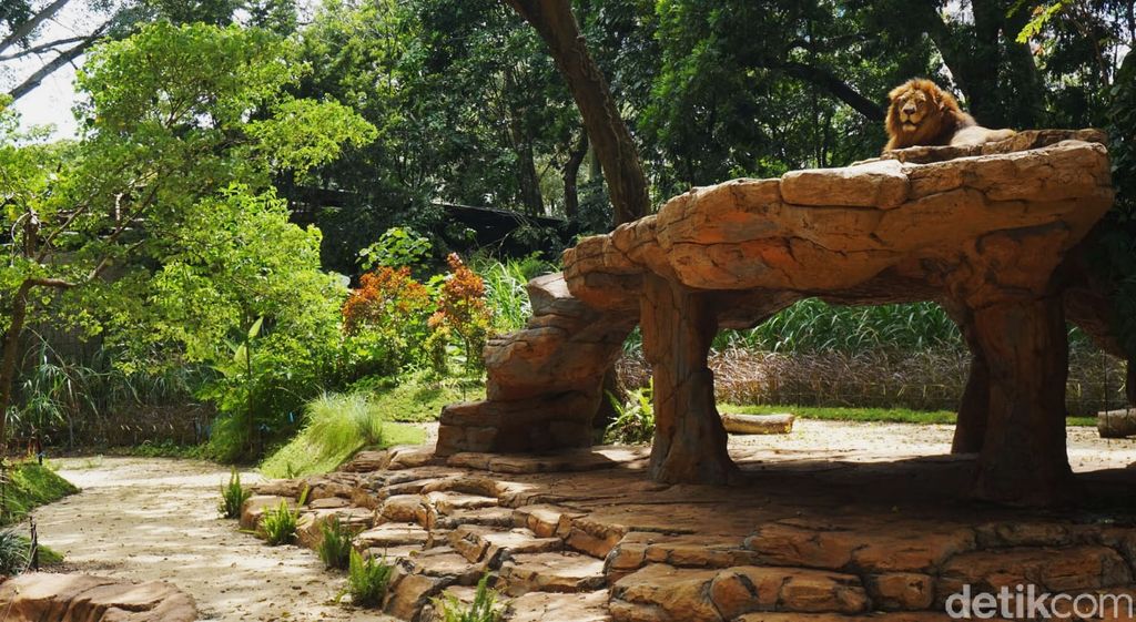 Libur Nataru, Begini Suasana di Kebun Binatang Bandung Sebelum pandemi COVID-19, Kebun Binatang Bandung (Bandung Zoological Garden) menjadi salah satu objek wisata primadona wisatawan di Kota Bandung. Namun libur nataru tahun ini tidak seramai tahun sebelumnya.