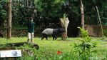 Libur Nataru, Begini Suasana di Kebun Binatang Bandung