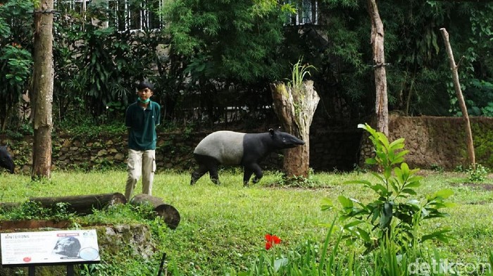 Sebelum pandemi COVID-19, Kebun Binatang Bandung (Bandung Zoological Garden) menjadi salah satu objek wisata primadona wisatawan di Kota Bandung. Namun libur nataru tahun ini tidak seramai tahun sebelumnya.