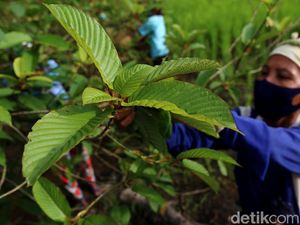Semerbak Daun Kratom, Penggerak Ekonomi Masyarakat Kapuas Hulu