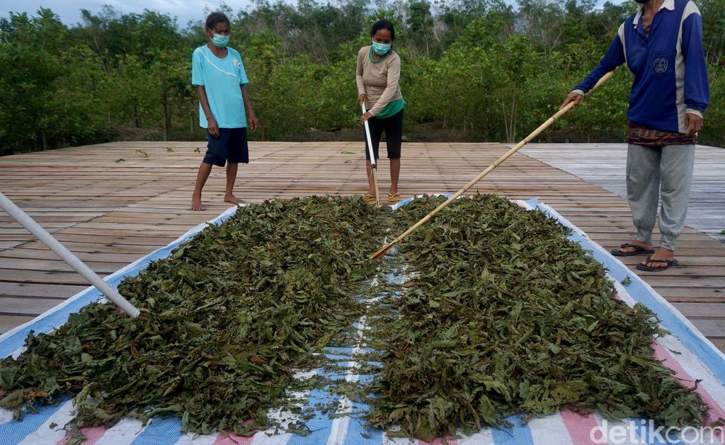 Sebagian besar masyarakat Kapuas Hulu mengantungkan hidupnya dari tanaman kratom, terlebih saat pandemi COVID-19. Tak terkecuali bagi Yohanes yus Ady, warga Bika, Kapuas Hulu.