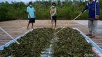 Mencicipi Harumnya Kratom yang Jadi Unggulan Kapuas Hulu