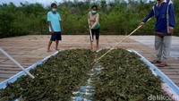 Pak Ady biasa ia disapa, melihat dengan jeli akan peluang bisnis Kratom tersebut. Selain dipekarangan rumahnya, ia pun lebih memilih untuk serius bertani Kratom. Bermodalkan niat dan kegigihan, Ady pun memberanikan diri untuk melebarkan bisnis pertanian Kratomnya sejak 2 tahun lalu. Ia pun meminjam modal usaha lewat KUR Kecil Bank BRI sebesar Rp 500 juta.