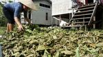 Mencicipi Harumnya Kratom yang Jadi Unggulan Kapuas Hulu
