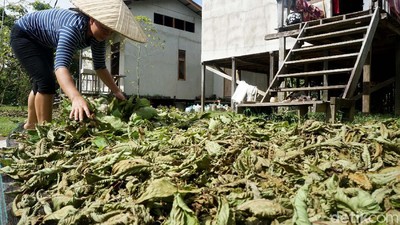Potret Tanaman Kratom Masuk Narkotika yang Diekspor Kalbar ke Belanda