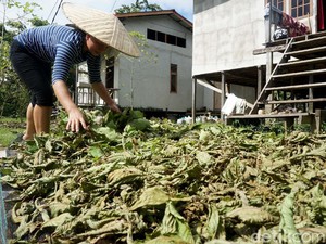 Dilema Kratom Lebih Bahaya dari Kokain tapi Diekspor ke Belanda