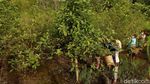 Mencicipi Harumnya Kratom yang Jadi Unggulan Kapuas Hulu
