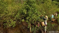 Tak kurang dari 90 pesen warga Kapuas Hulu ini bergantung dari tanaman Kratom. Oleh karena itu, tanaman Kratom ini perlu dijaga dan dipelihara oleh masyarakat sekitar.