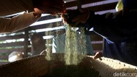 Kratom dengan kualitas unggulan seperti yang dimiliki oleh pak Ady ini bisa dibanderol hingga mencapai Rp 27 ribu per/Kg oleh Koperasi. Asalkan kualitasnya tetap terjaga dengan baik.