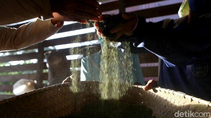 Sebagian besar masyarakat Kapuas Hulu mengantungkan hidupnya dari tanaman kratom, terlebih saat pandemi COVID-19. Tak terkecuali bagi Yohanes yus Ady, warga Bika, Kapuas Hulu.