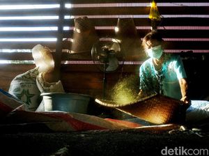 Mencicipi Harumnya Kratom yang Jadi Unggulan Kapuas Hulu
