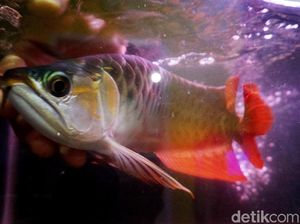 Keunikan Arwana Kalimantan, yang Hamil Malah Pejantan