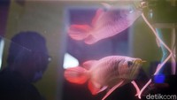 Dari data Stasiun Karantina Ikan, Pengendalian Mutu dan Keamanan Hasil Perikanan (SKIPM) Pontianak diketahui, di 2015, ekspor ikan arwana super red ke berbagai negara mencapai 2.476 ekor atau senilai Rp 6,19 miliar. Di 2016, volume ekspor ikan arwana super red mengalami penurunan hampir setengahnya yaitu menjadi 1.332 ekor atau senilai Rp3,33 miliar. Namun di tahun 2017 kembali mengalami kenaikan signifikan menjadi 3.880 ekor senilai Rp 9,7 miliar dengan 42 kali frekuensi pengiriman. Dan di 2018, volume ekspor ikan ini kembali meningkat menjadi 4.058 ekor dengan nilai Rp 10,145 miliar.
