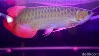 Tapi kini, Ikan Arwana hasil budidayanya itu rata-rata dia jual Rp 3,2 juta per ekor. Sekarang harga semakin menurun lantaran sudah banyak orang yang menangkar. Sementara untuk harga anakan rata-rata tetap ia jual Rp 2 juta.
