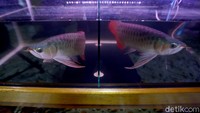 Sebagai informasi, ikan arwana super red asal Kalimantan Barat ini biasanya diminati banyak negara seperti Tiongkok, Hong Kong, Jepang, Filipina, Singapura, Taiwan, Thailand, dan Vietnam. Di antara negara-negara tersebut, Tiongkok merupakan pasar yang terbesar. 