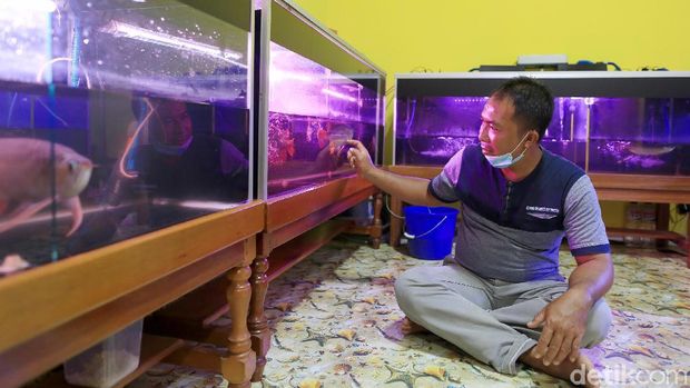 Seorang pengusaha yang berhasil membudidayakan ikan Arwana ini berhasil meraup untung hingga ratusan juta pertahun. Penasaran? Intip aja yuks.