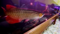 Adalah Wahidun Muslimin yang mengawali usaha penangkaran Arwana itu dari mulai coba-coba. Ia mulai membeli bibit Ikan Arwana seukuran ibu jari.