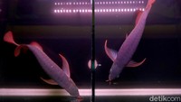 Sejak saat itulah ia mulai merintis bisnis Ikan Arwana dengan membuatkan aquarium sambil terus diberi makan Kodok, Jangkrik ataupun Lipan. Bibit yang berhasil ditangkar itu biasanya dia jual kembali dengan harga RP 2 juta hingga Rp 5 Juta rupiah untuk yang ukuran dibawah 1 tahun.