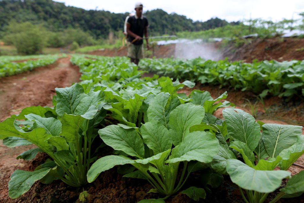 Petani cabai di Nanga Badau