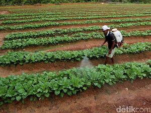 Petani Milenial Solusi Regenerasi Petani Indonesia