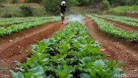 Sesuai prediksinya, komoditas cabai memiliki harga yang cukup baik di daerah Badau dan sekitarnya. Hampir empat tahun berlalu menjadi petani cabai, ia nyaris tidak pernah mengalami penurunan harga beli. Cabai dari kebun garapan Sahid terjual habis ke pasar-pasar di daerah Badau hingga Putussibau. Bahkan kini ia bisa meraup untung Rp 50 juta sekali panen.