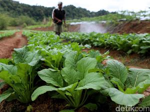 Petani Milenial Ini Hasilkan Rp 50 Juta Sekali Panen