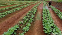 Memanfaatkan dana dari KUR, Sahid bisa membuka satu lahan kebun cabai baru seluas satu hektare. Uang tersebut juga dialokasikan untuk membeli pupuk.