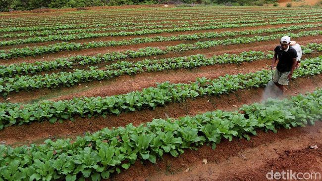 Petani Milenial Ini Hasilkan Rp 50 Juta Sekali Panen